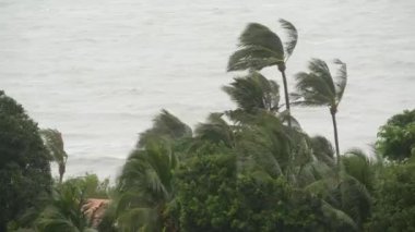 Pabuk tayfun, okyanus deniz kıyısında, Tayland. Doğal afet, eyewall kasırga. Güçlü aşırı kasırga rüzgar palmiye ağaçları sways. Tropikal sel yağmur sezonu, ağır tropik fırtına hava, fırtına