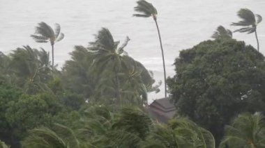 Pabuk tayfun, okyanus deniz kıyısında, Tayland. Doğal afet, eyewall kasırga. Güçlü aşırı kasırga rüzgar palmiye ağaçları sways. Tropikal sel yağmur sezonu, ağır tropik fırtına hava, fırtına