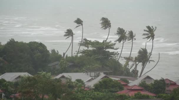 Pabuk typhoon, ocean sea shore, Thailand. Naturkatastrof, eyewall orkan. Stark extrema cyklon vind gungar palmer. Tropical översvämningar regnperioden, tunga tropisk storm väder, åska — Stockvideo