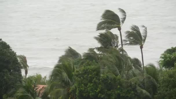 Тайфун Пабук, морской берег океана, Таиланд. Стихийное бедствие, ураган на глазах. Сильный ураганный ветер качает пальмы. Тропические наводнения сезон дождей, сильная тропическая погода, гроза — стоковое видео