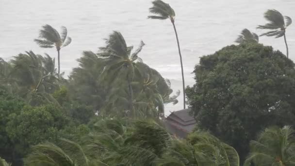 Pabuk тайфун, океан морського берега, Таїланд. Стихійне лихо, eyewall урагану. Сильні екстремальних циклон вітер розгойдується пальмами. Тропічний затоплення сезону дощів, важкі Тропічний шторм погода, грози — стокове відео