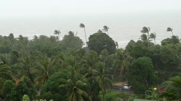 Tufão Pabuk, costa marítima oceânica, Tailândia. Desastre natural, furacão. Forte vento ciclone extremo balança palmeiras. Temporada de inundações tropicais, tempestades tropicais fortes, tempestades — Vídeo de Stock