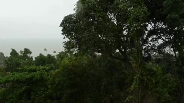 Tifón Pabuk, costa oceánica, Tailandia. Un desastre natural, un huracán. Fuertes vientos ciclónicos extremos balancean las palmeras. Inundaciones tropicales, fuertes tormentas tropicales, tormentas eléctricas — Vídeo de stock