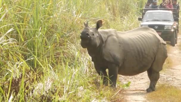 CHITWAN NATIONAL PARK, NEPAL - 10 октября 2018 года Туристы в автомобиле и индийские однорогие носороги пересекают джунгли на близком расстоянии. Дикий азиатский носорог единорог, пасущийся на травяном поле во время сафари — стоковое видео