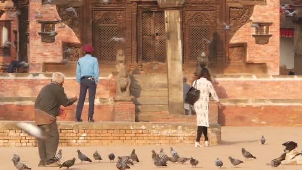 BHAKTAPUR, KATHMANDU, NEPAL - 18 Ekim 2018 Kraliyet Meydanı 'nda güvercinleri besleyen adam. Olgun bir adam antik kentteki Durbar meydanında kuşları besliyor. Günlük hayat, depremden sonra eski doğu şehri.. — Stok video
