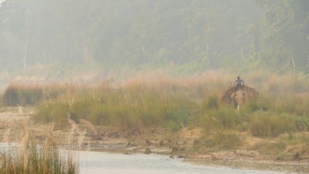 CHITWAN NATIONAL PARK, SAURAHA, NEPAL - 10. Oktober 2018 Mahout reitet auf einem asiatischen Elefanten durch den tropischen Fluss. Trainer baden Arbeitstiere bei Sonnenuntergang. Ländliche Naturlandschaft mit Wildtieren — Stockvideo
