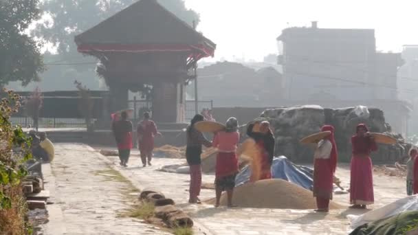 BHAKTAPUR, KATHMANDU, NEPAL - 18 oktober 2018 Lagrade asiatiska kvinnor torkar, sållar och trösklar på traditionellt sätt. Dagligt liv, orientalisk forntida stad efter jordbävningen. Människor vinner och skördar. — Stockvideo