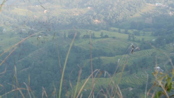 Paisaje de terrazas de arroz en el campo. Vista panorámica de las terrazas de arroz en las verdes tierras rurales de las montañas del Himalaya a la luz del sol, Nepal. Nagarkot. . — Vídeo de stock