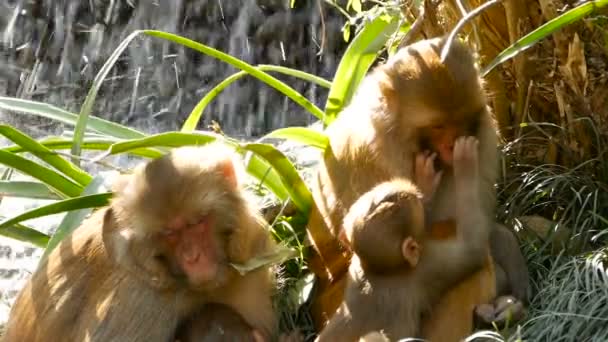 岩の上のアカゲザルのグループ。自然の中の岩の上を収集し、眠っている毛皮で覆われたの美しいニホンザルの家族。スワヤンブナート、ネパール カトマンズで猿の寺院. — ストック動画