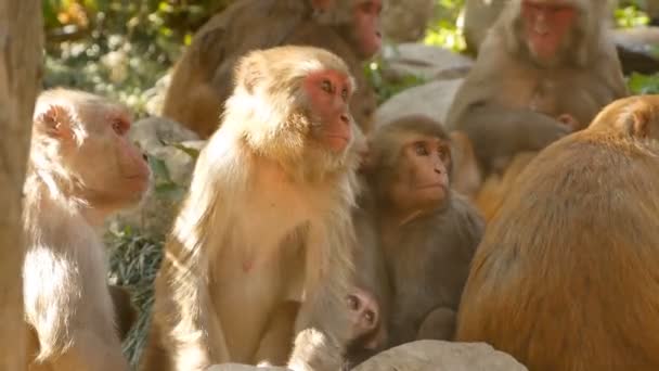 Group of rhesus macaques on rocks. Family of furry beautiful macaques gathering on rocks in nature and sleeping. Swayambhunath Stupa, Monkey Temple, in Kathmandu Nepal. — Stock Video