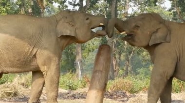 Chitwan Milli Parkı genç oynak filler. Genç Filler ile her diğer, Nepal oynarken yan görünüm