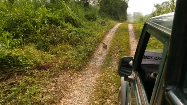 Mașină de conducere pe drum de la distanță în pădurea Parcului Național Safari Chitwan din Nepal. Șopârlele de monitorizare sunt șopârle mari din genul Varanus — Videoclip de stoc