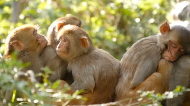 成群结队的恒河猴在岩石上。毛茸茸美丽的猕猴的家庭聚集在岩石上的岩石在自然和睡觉。尼泊尔加德满都的猴庙 swayambhunath stupa. — 图库视频影像