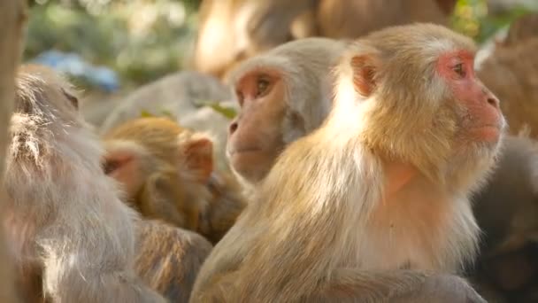 Grupo de macacos rhesus sobre rocas. Familia de hermosos macacos peludos que se reúnen en rocas en la naturaleza y duermen. Swayambhunath Stupa, Templo de los Monos, en Katmandú Nepal . — Vídeo de stock