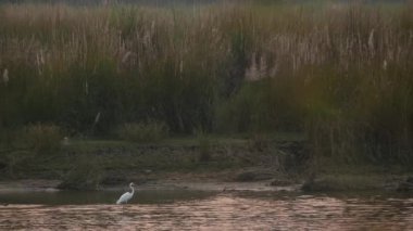 Yaz aylarında günbatımı sakin Nehri üzerinde. Sakin su yeşil kıyı ile yansıtan güneş. Chitwan Milli Safari Parkı Nepal. Terai - Bengal kaplanı, timsahlar, Hint Gergedan, fil için ev.