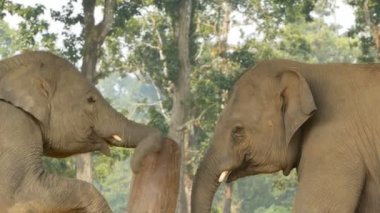 Chitwan Milli Parkı genç oynak filler. Genç Filler ile her diğer, Nepal oynarken yan görünüm