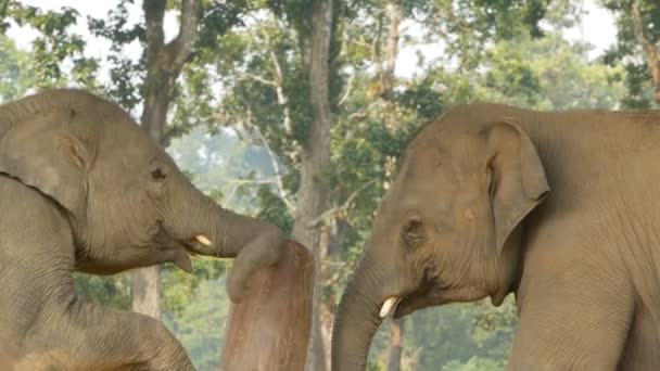 Giovani elefanti giocosi nel parco nazionale di Chitwan. Vista laterale di giovani elefanti che giocano tra loro, Nepal — Video Stock