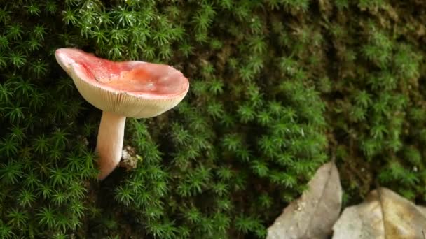 把蘑菇里的水溅起来。野生蘑菇在杂草丛生的树干上的特写镜头, 有掉落的清澈的水。秋天在森林里下雨. — 图库视频影像