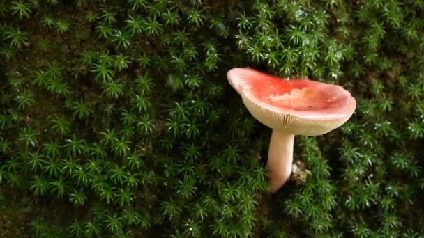 Salpicar agua de champiñones. El primer plano de la seta silvestre en el tronco cubierto con la caída de agua clara. Lluvia en el bosque en otoño . — Vídeos de Stock