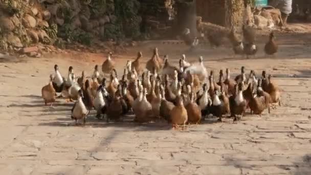 Große Gruppe domestizierter Enten läuft im Sonnenlicht über den Steinhof — Stockvideo