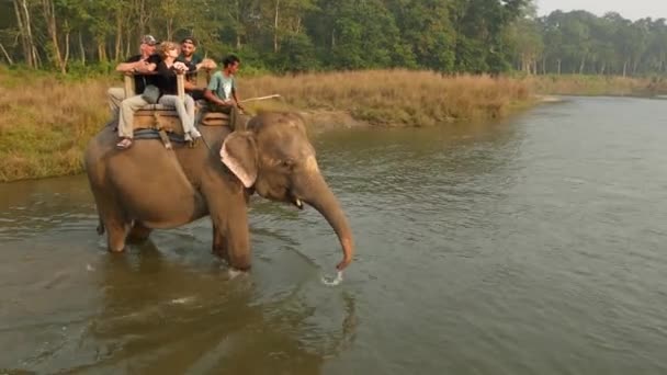 CHITWAN NATIONAL PARK, NEPAL - 10 October 2018 Μεγάλο γκρι ελέφαντα με τους τουρίστες σε ειδική θέση στην πλάτη με τα πόδια στο ποτάμι, σαφάρι πεζοπορία περιοδεία. Αγροτική σκηνή, ηλιοβασίλεμα, κακοποίηση άγριων ζώων σε αιχμαλωσία — Αρχείο Βίντεο