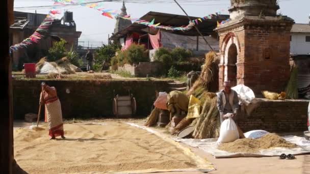 BHAKTAPUR, KATHMANDU, NEPAL - 18 October 2018アジアの高齢女性は伝統的な方法で穀物を乾燥、ふるい分け、脱穀します。地震後の日常生活、東洋の古代都市。人々は勝利し収穫する. — ストック動画