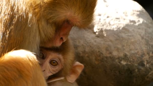 Skupina makaků rhesus na skalách. Rodina Chlupaté krásné makaků sedá na skalách v přírodě a spánkem. Swayambhunath stúpa, Opičí chrám, v Nepálu Káthmándú. — Stock video