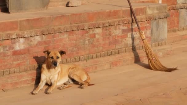 Perro en la calle de piedra a la luz del sol. Gran perro acostado en el pavimento cerca de la base de piedra roja de la construcción a la luz del sol. vida cotidiana, ciudad antigua oriental después del terremoto. BHAKTAPUR, KATHMANDU, NEPAL . — Vídeo de stock