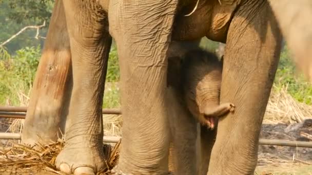 Теленок слона с матерью в солнечном свете. Очаровательный маленький слоненок стоит рядом с матерью в ярком солнечном свете на открытом воздухе. 9-дневный симпатичный ребенок. Дикая природа . — стоковое видео