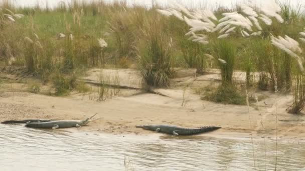 Grande coccodrillo mangiatore di pesce Gharial o gaviale rilassante sulla spiaggia del fiume Rapti, Parco Nazionale di Chitwan, Nepal. Coccodrillo rapace che riposa a bocca aperta sul banco di sabbia vicino al centro di riproduzione, giorno d'estate — Video Stock