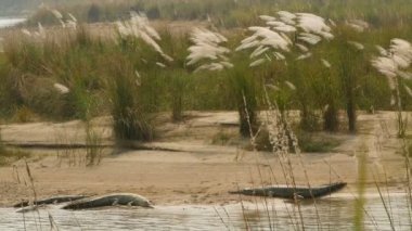 Büyük Gharial veya gavial balık yiyen timsah rahatlatıcı Chitwan Milli Parkı, Nepal: rapti Nehri'nin sahilde. Soyguncu timsah ile dinlenme açık ağız kumsal Islah Merkezi, yakın Tarih yaz gün