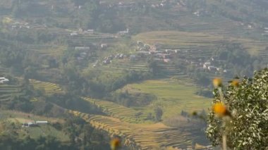 Pirinç terasları kırsal manzara. Panoramik pirinç terasları topraklarda yeşil kırsal Himalaya dağ güneş ışığı altında Nepal. Nagarkot.