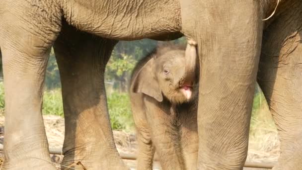 Bezerro de elefante com mãe à luz do sol. Encantador pequeno bebê de elefante em pé perto da mãe em plena luz solar ao ar livre. 9 dias de idade bebê bonito. Vida selvagem . — Vídeo de Stock