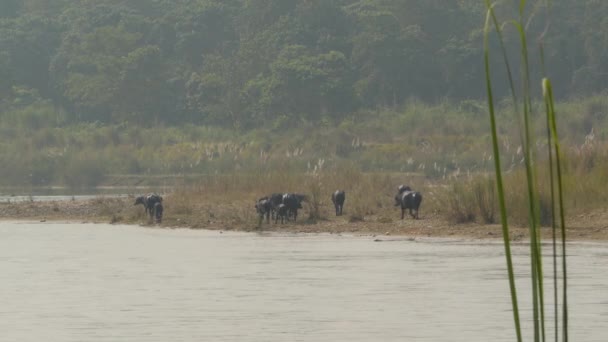 Wilde Stiere am Ufer des Nationalpark-Flusses. Blick auf schwarze wilde Büffel an der Küste des Flusses im Chitwan Nationalpark im Sonnenlicht Dunst, Nepal. — Stockvideo
