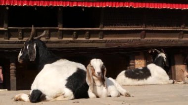 Bhaktapur 'da istirahat keçi, Kathmandu. Deprem sonrası oryantal antik şehrin günlük hayatı. Hayvan tapınağın yakın sokakta kurban ritüeli için bulunmaktayız döşeme