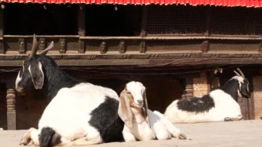 Bhaktapur 'da istirahat keçi, Kathmandu. Deprem sonrası oryantal antik şehrin günlük hayatı. Hayvan tapınağın yakın sokakta kurban ritüeli için bulunmaktayız döşeme