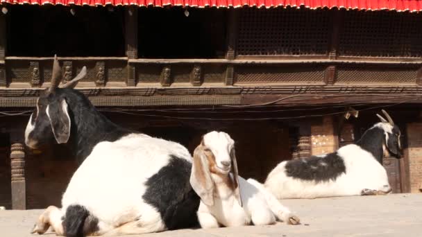 Козел покоя в Бхактапуре, Катманду. Повседневная жизнь восточного древнего города после землетрясения. Лежащие на улице рядом с храмом животные готовятся к ритуалу жертвоприношения — стоковое видео