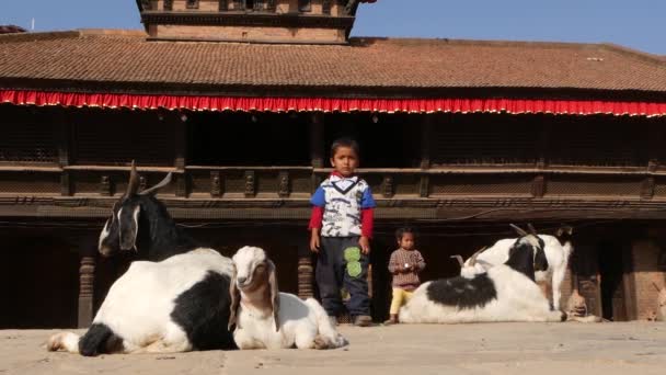 Bhaktapur, Kathmandu, Nepál - 18 října 2018 dítě krmení odpočinku koza. Roztomilé asijské děvčátko hrát na ulici nedaleko chrámu designerské pro rituální oběť. orientální starobylé město po zemětřesení — Stock video