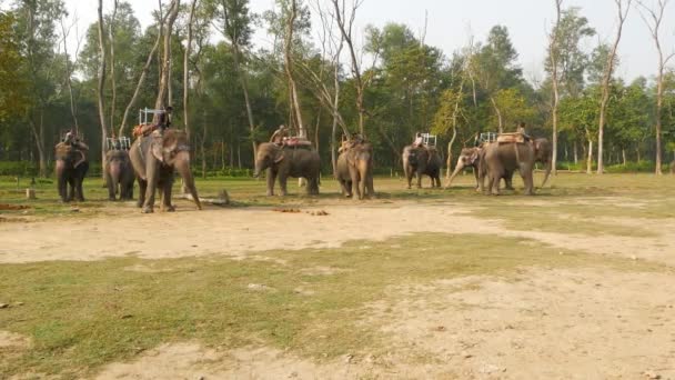 CHITWAN NATIONAL PARK, NEPAL - 2018 년 10 월 10 일 아시아의 전통적 인 인도 코끼리타는 사람들이 관광객, 사파리 트레 킹을 기다리고 있다. 석양을 배경으로 하는 시골 풍경, 잡혀 있는 야생 동물 학대 — 비디오