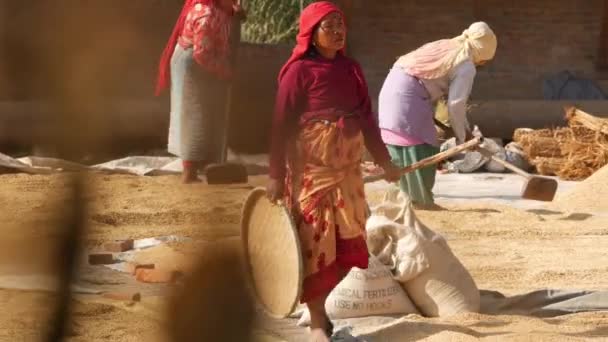 BHAKTAPUR, KATHMANDU, NEPAL - 18. října 2018 Zrající asijské ženy tradičním způsobem suší, prosévají a mlátí zrna. Denní život, orientální starobylé město po zemětřesení. Lidé vinice a sklizeň. — Stock video