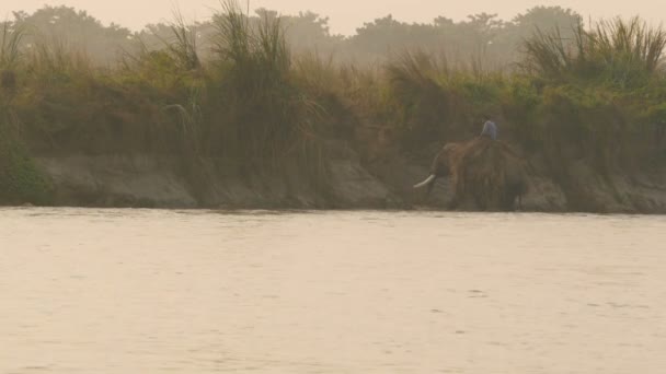 CHITWAN NATIONAL PARK, SAURAHA, NEPAL - 10 Outubro 2018 Mahout montando elefante asiático atravessando o rio tropical. Formadores que banham animais de trabalho ao pôr-do-sol. Vida selvagem paisagem natureza rural — Vídeo de Stock