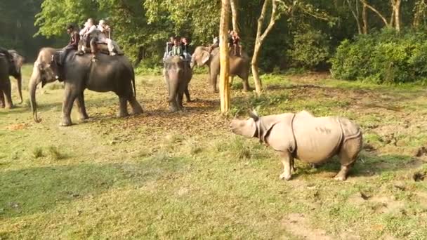 CHITWAN NATIONAL PARK, NEPAL - 10 жовтня 2018 Туристи пройшли триквест-тур. Слони з людьми на спині ходять лісом під час сафарі, спостерігаючи за носорогом на сонці. — стокове відео