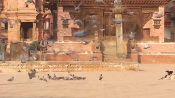 BHAKTAPUR, KATHMANDU, NEPAL - 18 de octubre de 2018 Hombre alimentando palomas en la plaza real. Hombre maduro alimentando aves en la plaza real de Durbar en la ciudad antigua. La vida cotidiana, ciudad vieja oriental después del terremoto. — Vídeo de stock