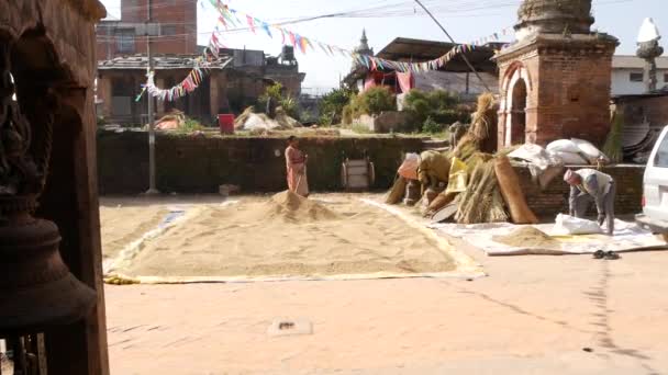 BHAKTAPUR, KATHMANDU, NEPAL - 18 oktober 2018 Lagrade asiatiska kvinnor torkar, sållar och trösklar på traditionellt sätt. Dagligt liv, orientalisk forntida stad efter jordbävningen. Människor vinner och skördar. — Stockvideo