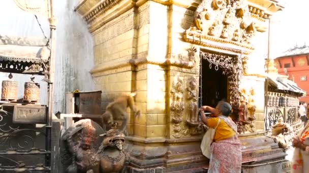 KATHMANDU, NEPAL - 8 OCTOBRE 2018 Femme au temple faisant des rituels religieux. Petit singe curieux dérangeant femme âgée d'effectuer des rituels dans le temple. Stupa Swayambhunath. — Video