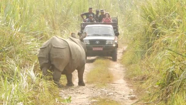 CHITWAN NATIONAL PARK, NEPAL - 10 Oktober 2018 Turis di mobil dan badak bertanduk satu India melintasi jalan hutan pada jarak dekat. Bergembalaan unicornis badak asia liar di padang rumput selama safari — Stok Video