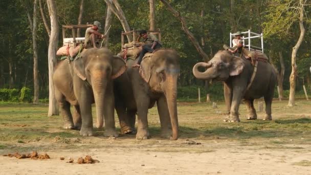 CHITWAN NATIONAL PARK, NEPAL - 10 октября 2018 года Махауты мужчины, азиатские традиционные индийские всадники слонов ждут туристов, сафари треккинг. Сельская местность на закате, жестокое обращение с дикими животными в неволе — стоковое видео