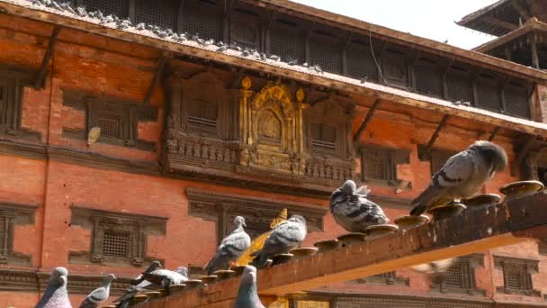 Techo exterior de hermoso templo hindú. Arquitectura exterior con elementos dorados del templo hindú a la luz del sol, Nepal. Lalitpur, Patan Katmandú. palomas están sentadas en primer plano . — Vídeo de stock