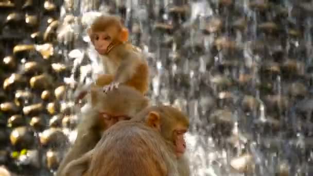 Groep van rhesus makaken op rotsen. Familie van harige mooie Makaken verzamelen op rotsen in aard en slapen. Swayambhunath stoepa, Monkey Temple, in Kathmandu, Nepal. — Stockvideo