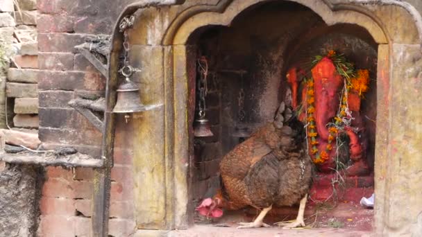 Sanctuaire avec sculpture et bougies allumées. Temple hindou sanctuaire à l'extérieur avec sculpture de Ganesha et des bougies brûlantes dans la lumière du soleil, Népal, poulet ou coq oiseau à l'intérieur picore grain . — Video